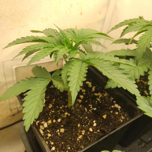 Mixed Pheno Hunt Small. Week 1