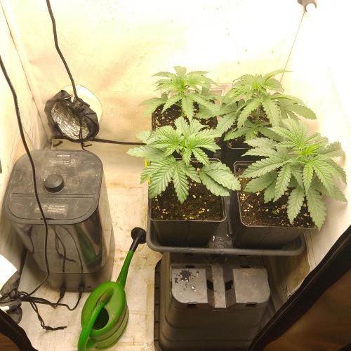 Mixed Pheno Hunt Small. Week 1