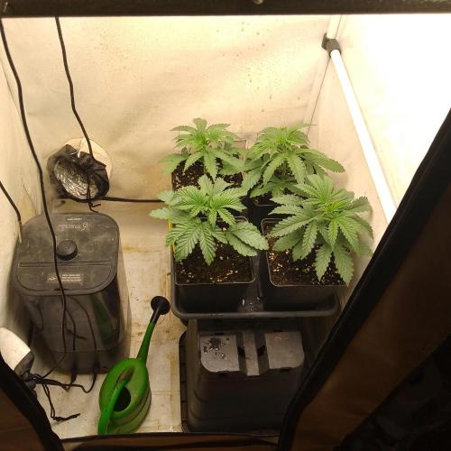 Mixed Pheno Hunt Small. Week 1