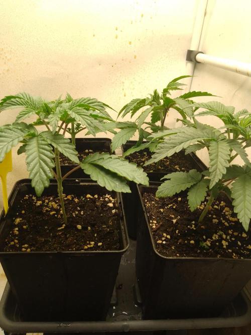 Mixed Pheno Hunt Small. Week 1