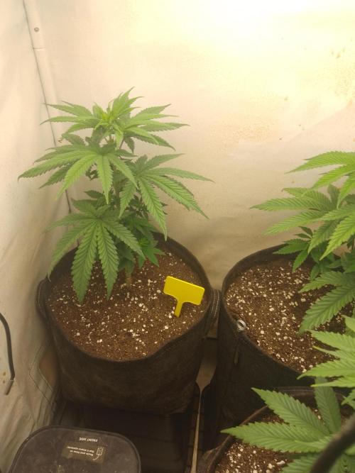 Mixed Pheno Hunt Small. Week 2