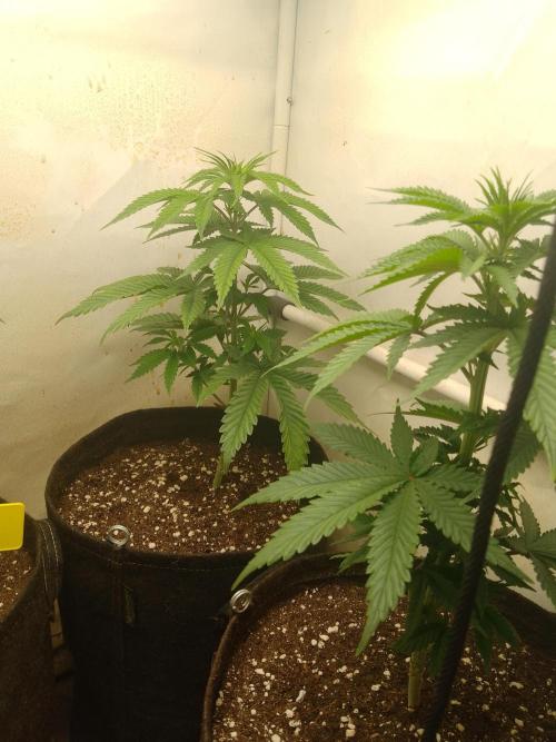 Mixed Pheno Hunt Small. Week 2