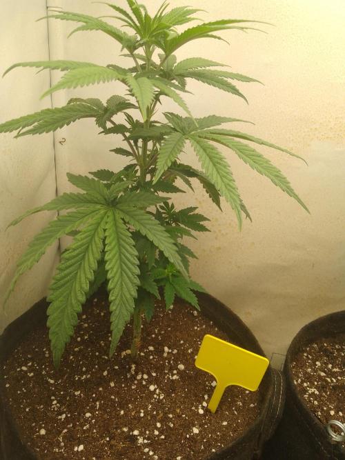 Mixed Pheno Hunt Small. Week 2