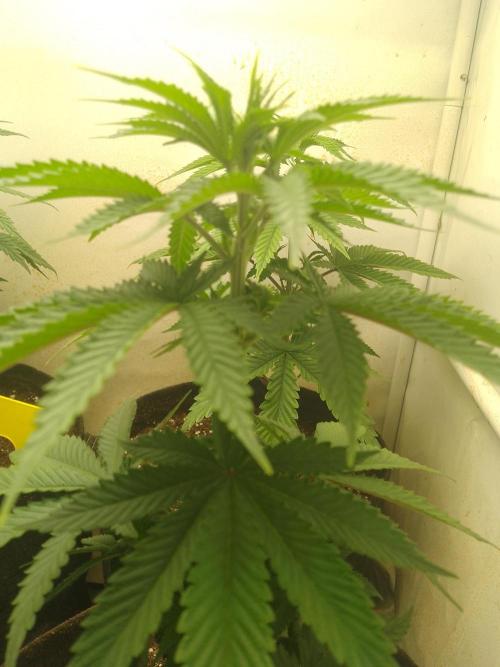 Mixed Pheno Hunt Small. Week 2