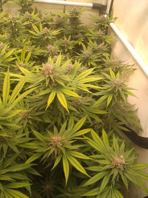 Sour Fraise Messias Seeds Cuttings. Week 5