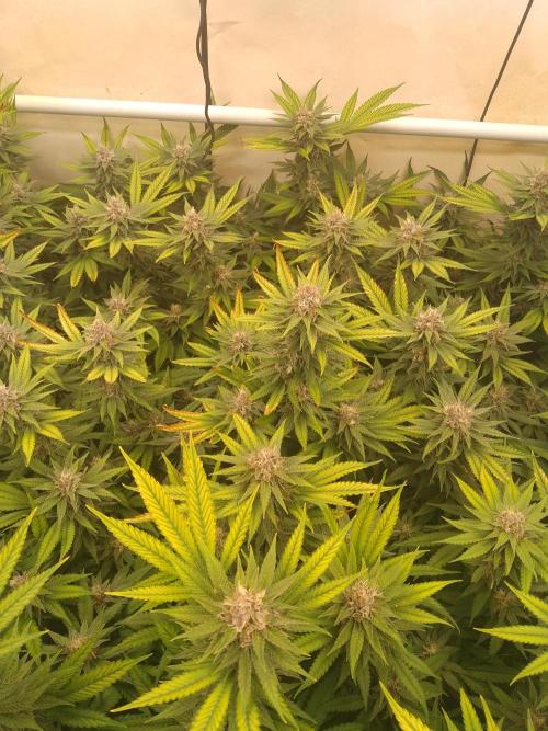 Sour Fraise Messias Seeds Cuttings. Week 5
