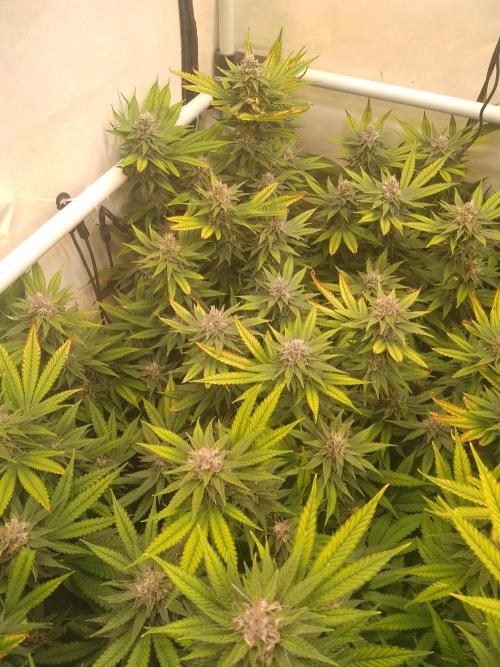 Sour Fraise Messias Seeds Cuttings. Week 5