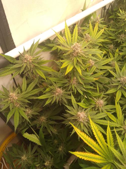 Sour Fraise Messias Seeds Cuttings. Week 5