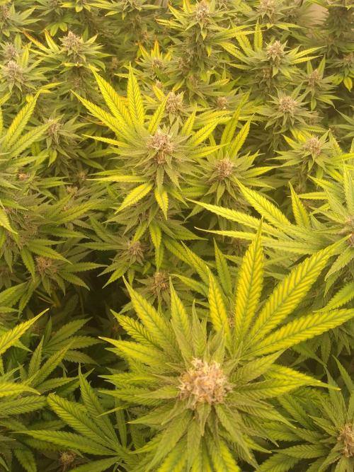 Sour Fraise Messias Seeds Cuttings. Week 5