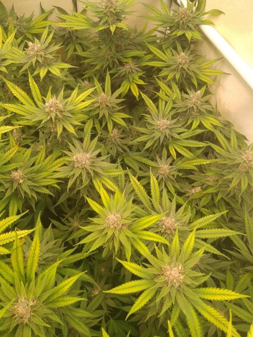 Sour Fraise Messias Seeds Cuttings. Week 5