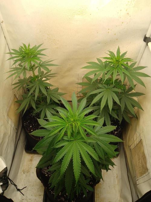 Mixed Pheno Hunt Small. Week 3