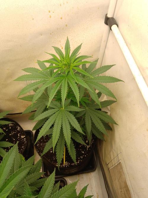 Mixed Pheno Hunt Small. Week 3