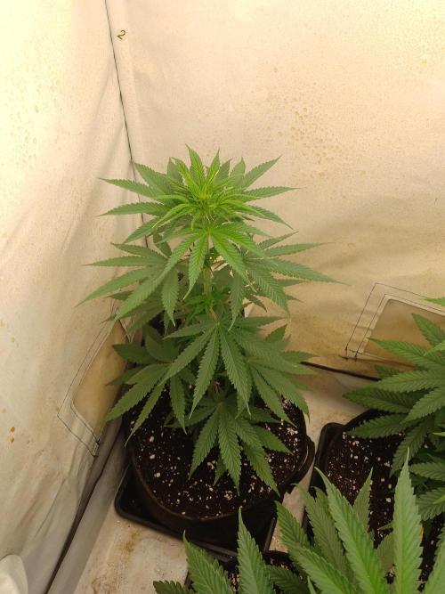 Mixed Pheno Hunt Small. Week 3