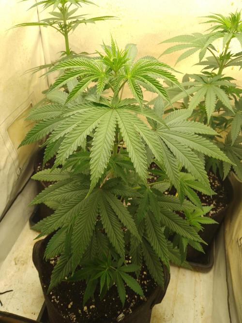 Mixed Pheno Hunt Small. Week 3