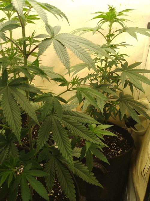 Mixed Pheno Hunt Small. Week 3