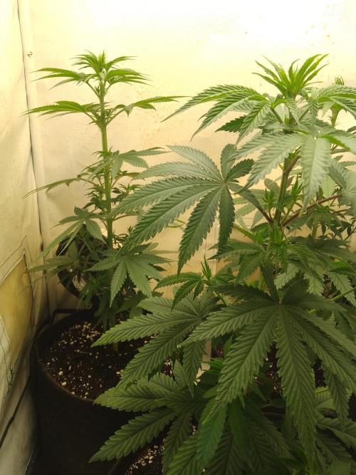 Mixed Pheno Hunt Small. Week 3