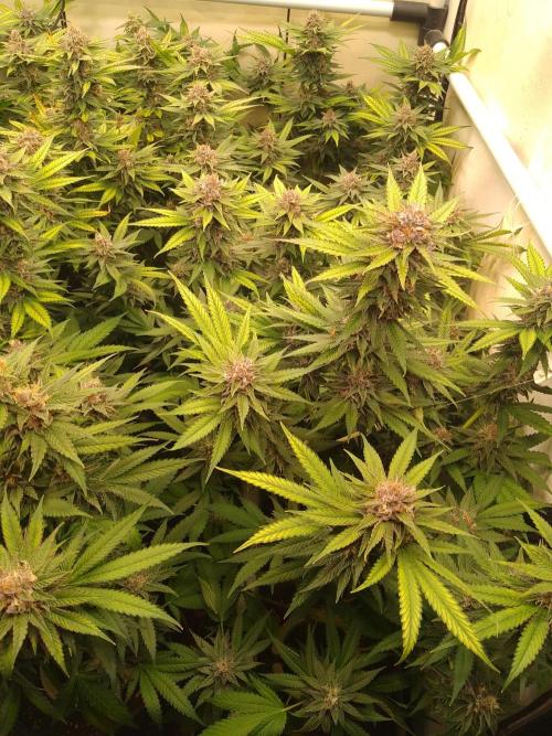 Sour Fraise Messias Seeds Cuttings. Week 6