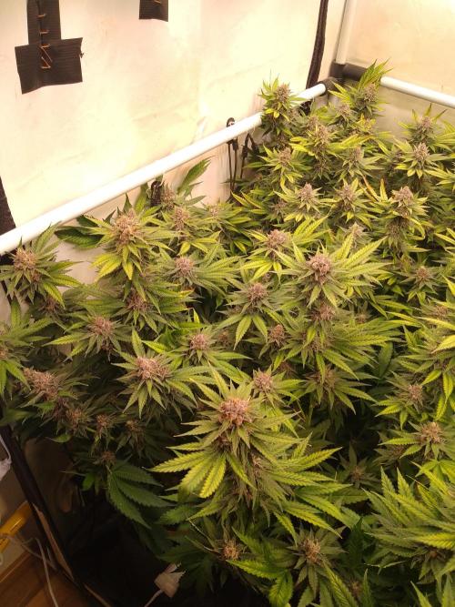Sour Fraise Messias Seeds Cuttings. Week 6