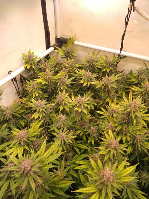 Sour Fraise Messias Seeds Cuttings. Week 6