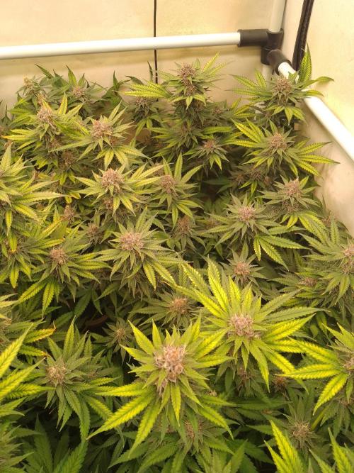 Sour Fraise Messias Seeds Cuttings. Week 6