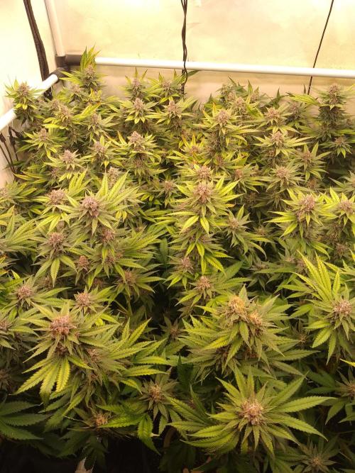 Sour Fraise Messias Seeds Cuttings. Week 6
