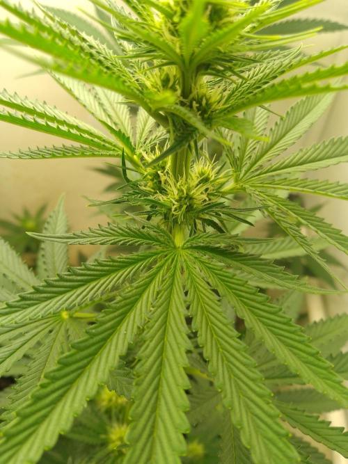 Mixed Pheno Hunt Small. Week 4