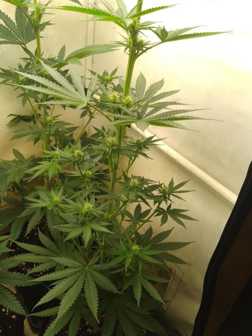 Mixed Pheno Hunt Small. Week 4