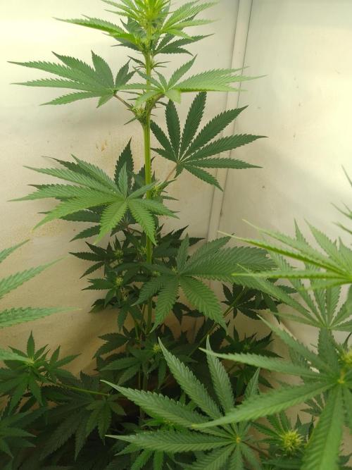 Mixed Pheno Hunt Small. Week 4