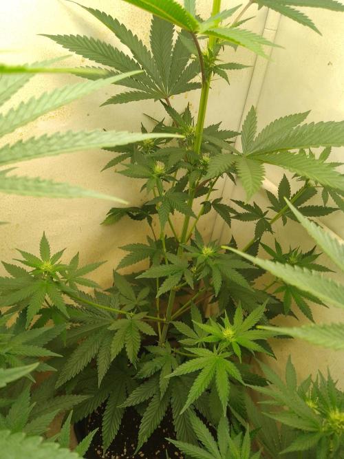 Mixed Pheno Hunt Small. Week 4