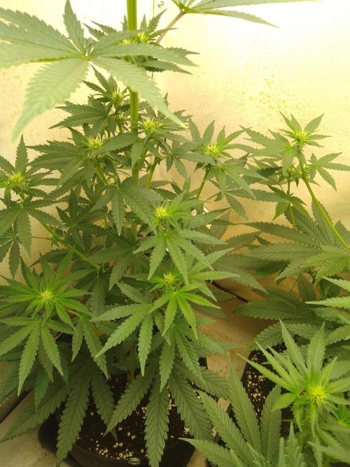 Mixed Pheno Hunt Small. Week 4