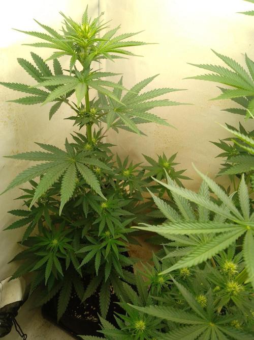 Mixed Pheno Hunt Small. Week 4