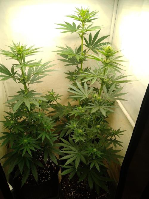 Mixed Pheno Hunt Small. Week 4