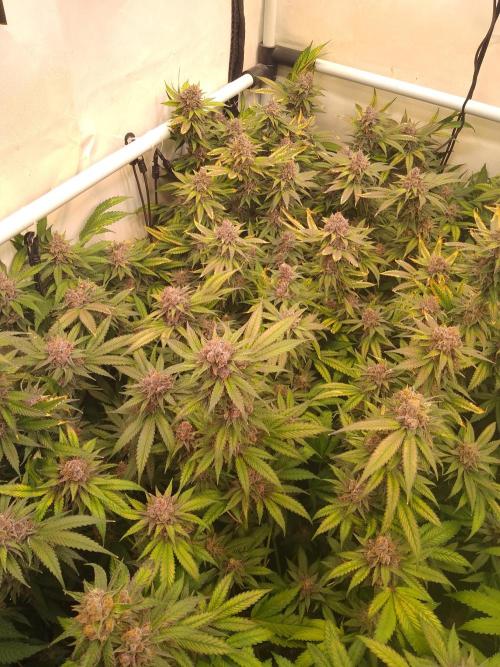 Sour Fraise Messias Seeds Cuttings. Week 7