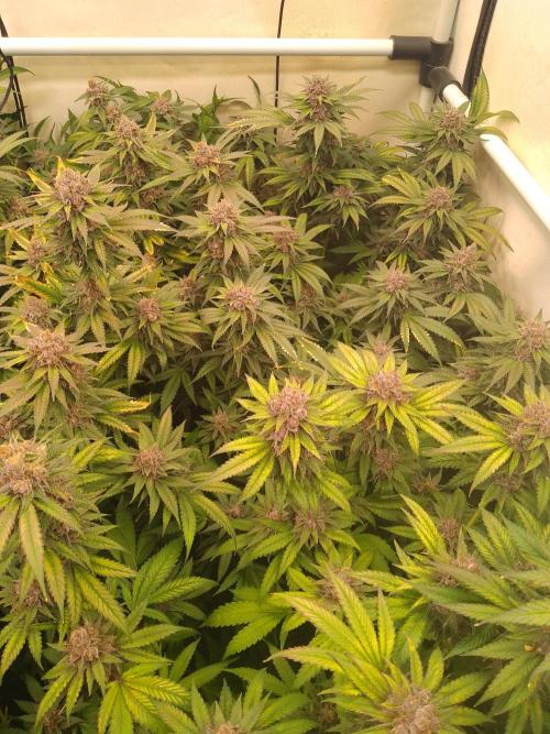 Sour Fraise Messias Seeds Cuttings. Week 7