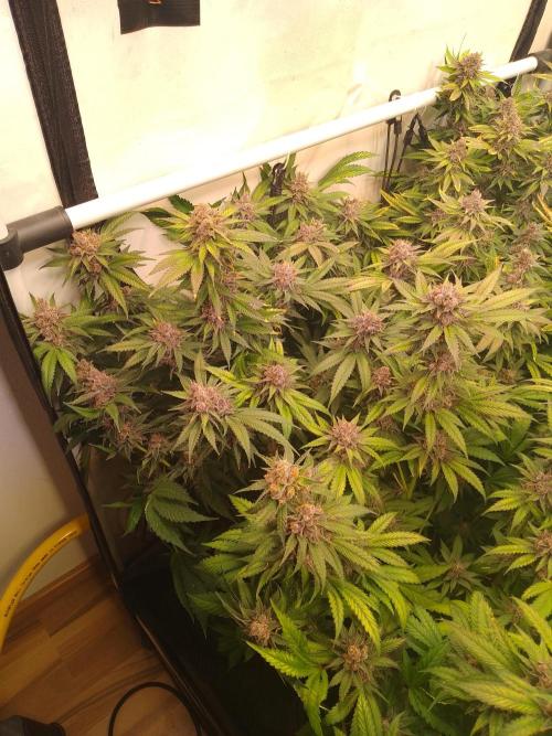 Sour Fraise Messias Seeds Cuttings. Week 7