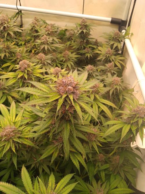 Sour Fraise Messias Seeds Cuttings. Week 7