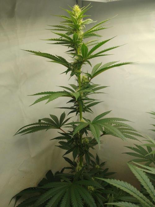 Mixed Pheno Hunt Small. Week 5