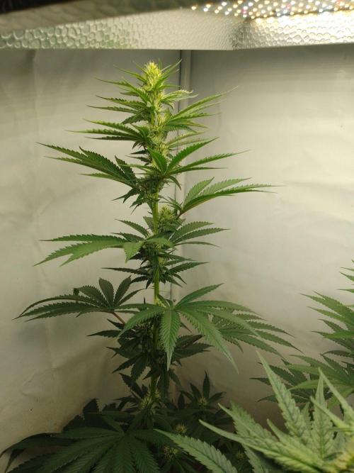 Mixed Pheno Hunt Small. Week 5
