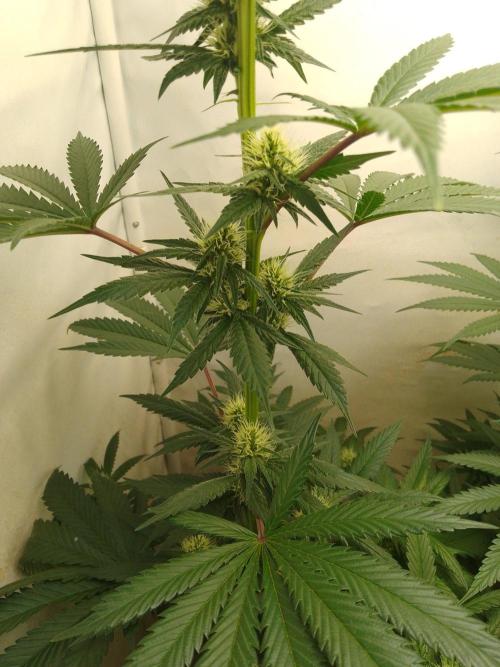 Mixed Pheno Hunt Small. Week 5