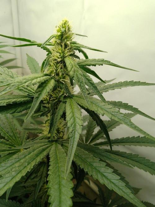 Mixed Pheno Hunt Small. Week 5