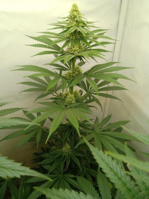 Mixed Pheno Hunt Small. Week 5