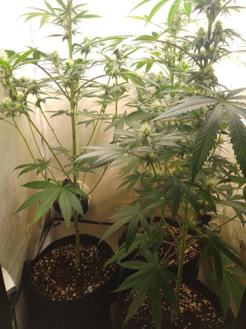Mixed Pheno Hunt Small. Week 5