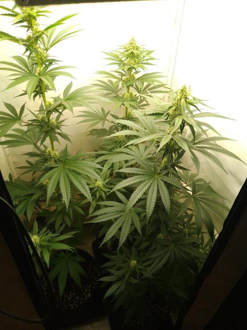 Mixed Pheno Hunt Small. Week 5