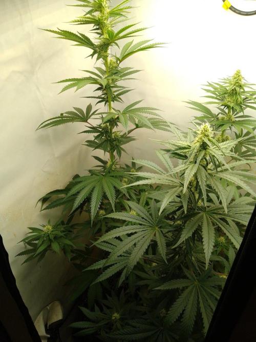 Mixed Pheno Hunt Small. Week 5