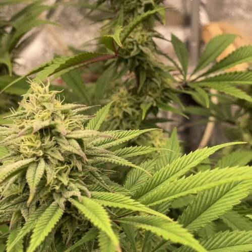 Critical & Mainlining