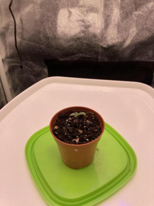 Auto | 9th. Week 1 - Day 2