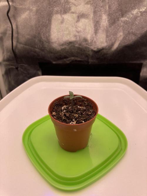 Auto | 9th. Week 1 - Day 3