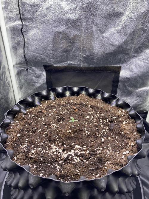 Auto | 9th. Week 1 - Day 4