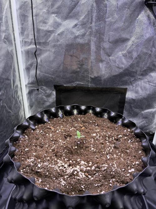 Auto | 9th. Week 1 - Day 5
