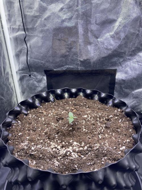 Auto | 9th. Week 1 - Day 6